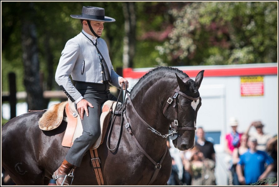 Pferd International 198